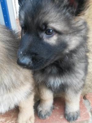 Lady Puppy 1