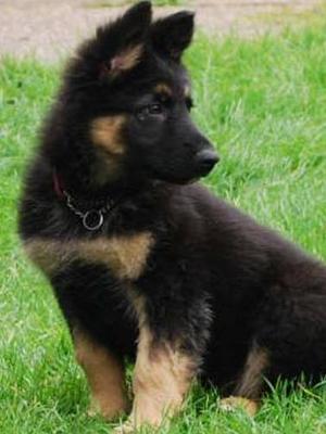 typical Foxfold pup