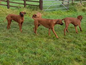 Affrhoda Rhodesian Ridgebacks