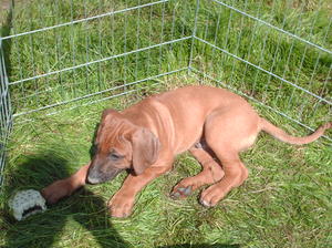 Male pup