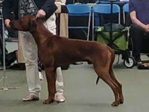 Sharula Cameo Big Jake at Callmn