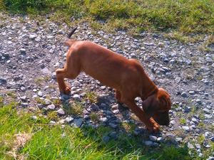 Puppy 1