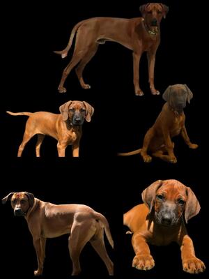 Previous litters