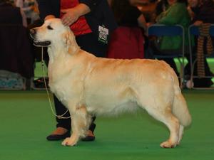 Bee winning at Crufts 2014