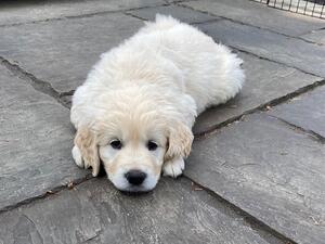 7 weeks old