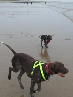 Jasmine and Daisy On the Beach