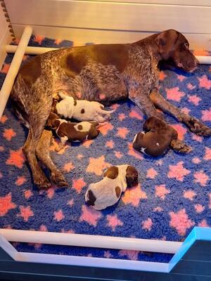 Puppies