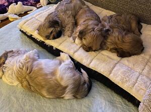 Pups at 6 weeks