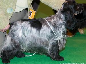 Penmartan Turn Back Time (Daisy)