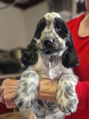 Blue roan bitch available due to late cancellation