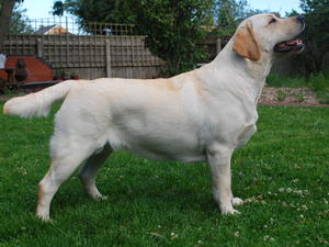 Wilma