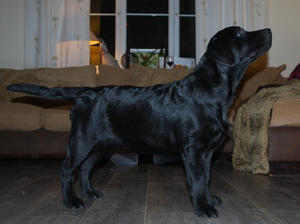 Harri
