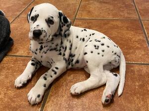 Betty as a pup