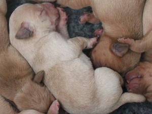 Puppies