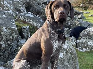 Camouflaged against Dartmoor granite