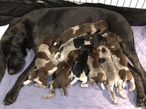 Litter aged 23 days