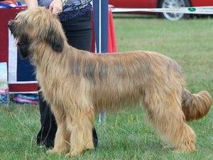 Qessi Heavens Devil at Starwell