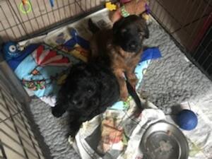 pups