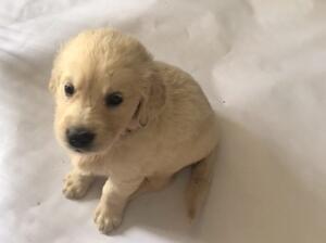 puppy from Mollys previous litter