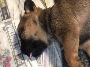 puppy a sleeep