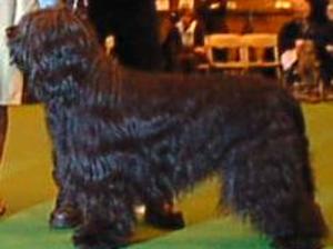 Ch Brichard Cliquot of Starwell ( Crufts 99)