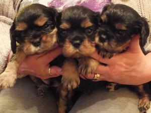 Previous puppies