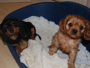 I have 2 lovely rubies and 2 Black and Tans