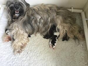 Ziva amazing litter of six babies