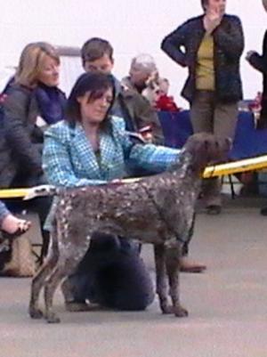 Qualifying for Crufts 2013 GSPA Champ Show