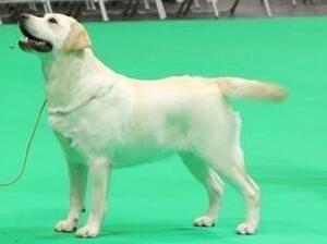 Misty Crufts