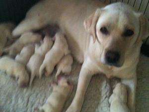 Nina and her pups