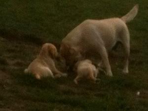Mum and a couple of pups