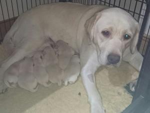Buffie and Puppies