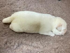 Whisky about 7 days old