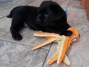 I am six weeks old now