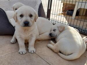 Pups - Just chilling