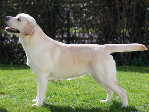 Buffy - The puppy's mother