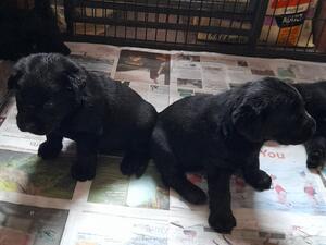 2 of the pups