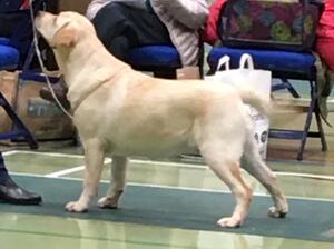Annie at a show