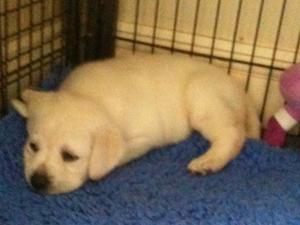 Barley pup 5 weeks old
