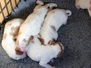 Puppies 2 weeks old
