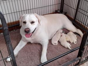 Misty & Pups 7 days old