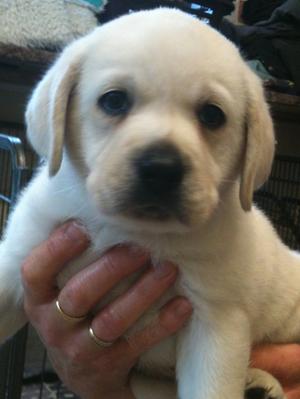 Barley puppy 6 weeks old