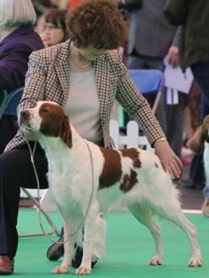 Truffle Crufts 2014