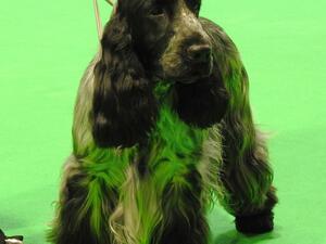 George winning 3rd at Crufts 2020 aged 13 months