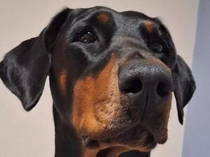 Ch Jodaseen Cardinal Envy