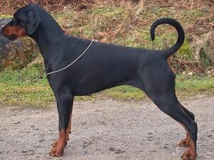 Ch Jodaseen Cardinal Envy