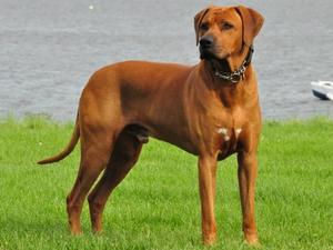 CH Sonstraal Chocolate Storm ShCM (Elvis)