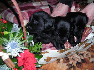 The Dogs