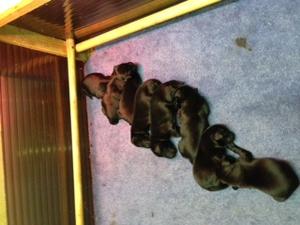 The Family (2)